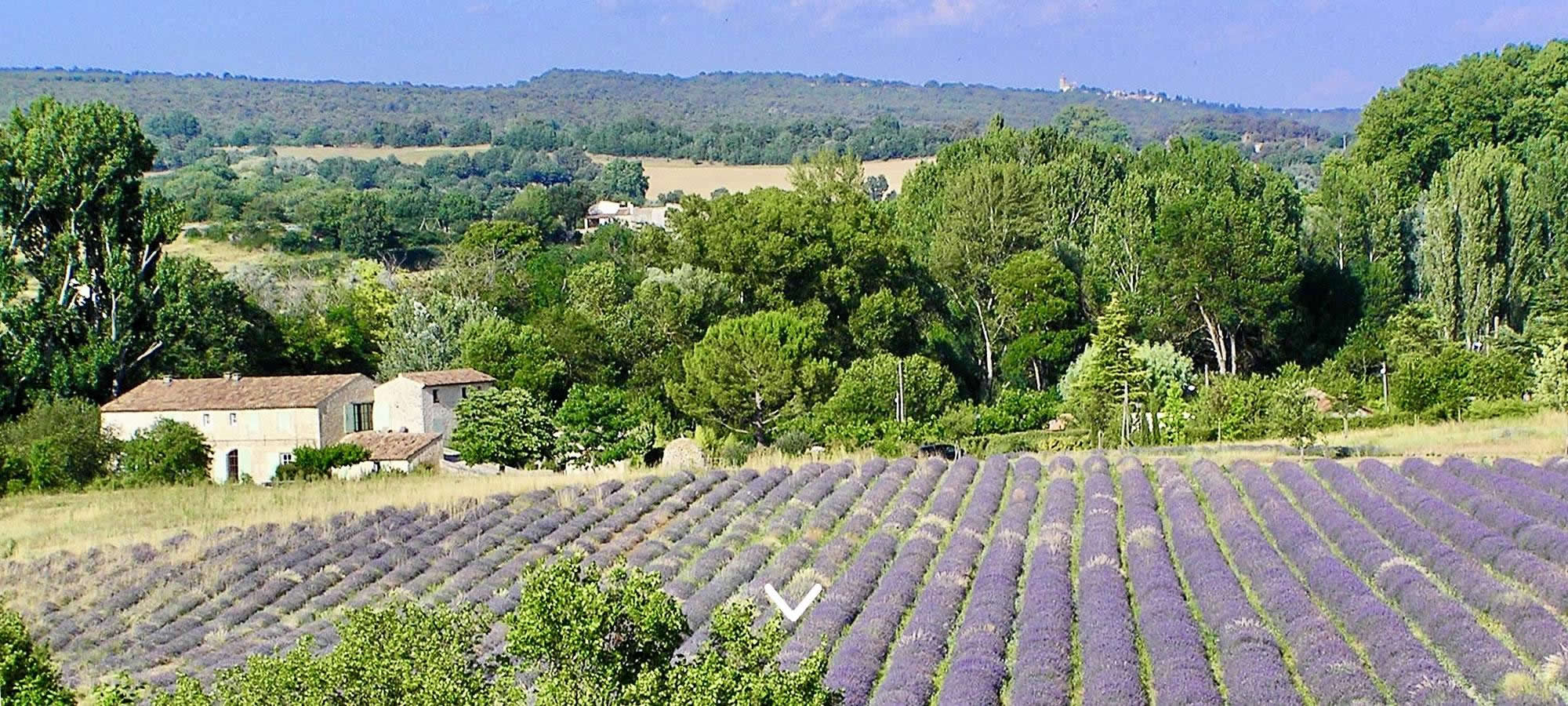 1accueil Lavande2000x900.jpg